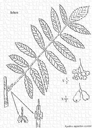 sorbier.jpg (25303 octets)